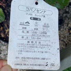 お譲りします　観葉植物　コバナセンナ　黄色　葉の画像