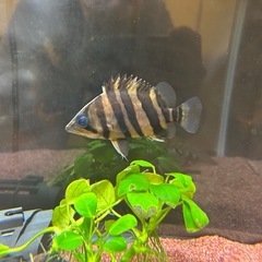 ダトニオプラスワン　パーフェクトバンド±10腹巻きの画像