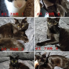 ずっとのお家さがしています