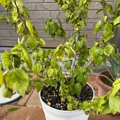 お譲りします　　ハイビスカス　観葉植物　インテリア植物　花　赤の画像