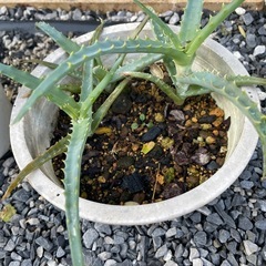 お譲りします　アロエ　観葉植物　インテリア植物の画像