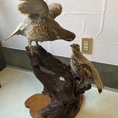 剥製　鳥　無料の画像