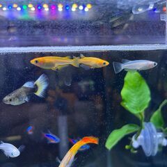 熱帯魚（淡水魚複数）の画像