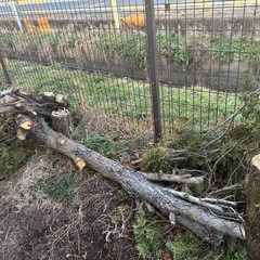 庭木　大木　薪
の画像