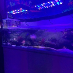 ホソジュズモ 海藻 リフジウムの画像