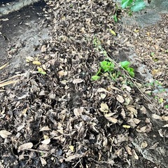 枯葉、肥料としてどうでしょうか？黒土ぽくなってますの画像