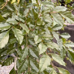 シマトネリコ　庭木　植木　の画像