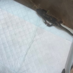 全国輸送可能着払いCB個体微金箔シリケンイモリ3匹即決4000円の画像