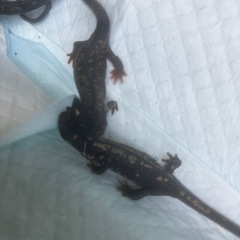 全国輸送可能着払いCB個体微金箔シリケンイモリ3匹即決4000円の画像