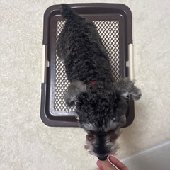 犬のトイレの画像