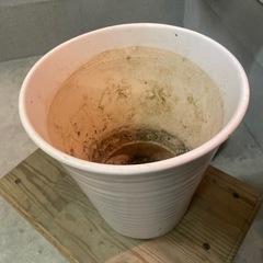 観葉植物　器の画像