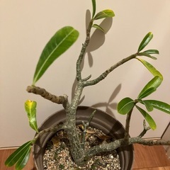 ✨植物　プルメリア　苗　木✨苗木の画像