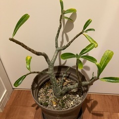 ✨植物　プルメリア　苗　木✨苗木の画像