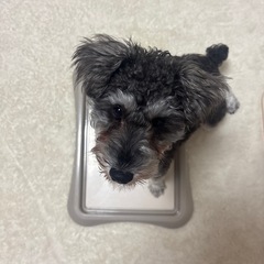 犬のトイレの画像