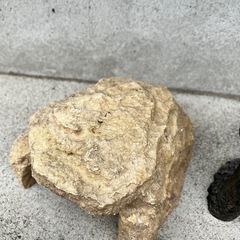 爬虫類　飼育セット　4点の画像