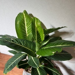 ディフェンバキアスターリング6号の画像