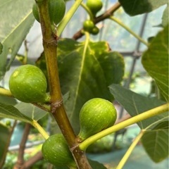 激甘イチジクカドタ 挿し木用穂木の画像