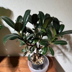 フィカスメラニーの画像