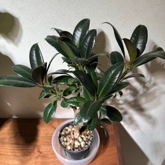 フィカスメラニーの画像