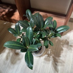 フィカスメラニーの画像