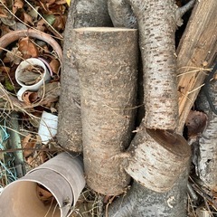 桜　　乾燥木材の画像