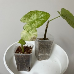 アロカシアオドラ ウンベラータの画像