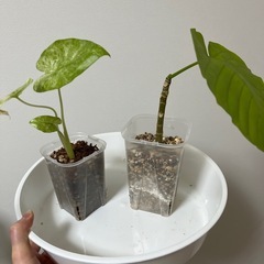 アロカシアオドラ ウンベラータの画像