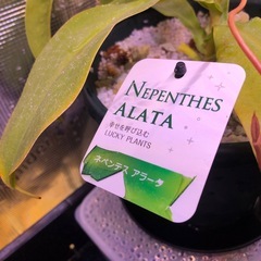 値段交渉受け付けます【食虫植物】ウツボカズラ　ネペンテス  アラータの画像