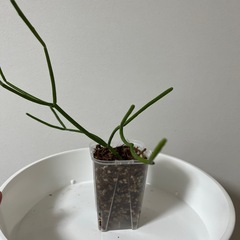 ユーフォルビアミルクブッシュの画像