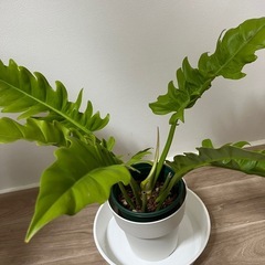 フィロデンドロンゴールデンクロコダイルの画像