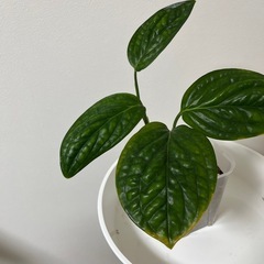 モンステラジェイドシャトルウィングの画像