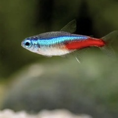 コリドラス、ネオンテトラの画像
