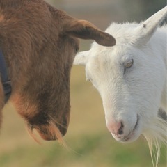 【動作確認済み】シグマAPO170-500mmF5-6.3キャノン用の画像