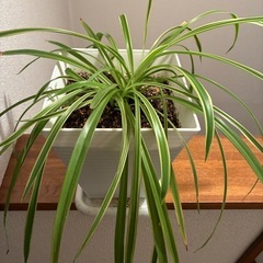 観葉植物🪴オリヅルランの画像