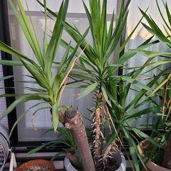 ユッカ（青年の木）2鉢セットでお願いします。の画像