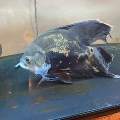 淡水魚引き取り限定の画像