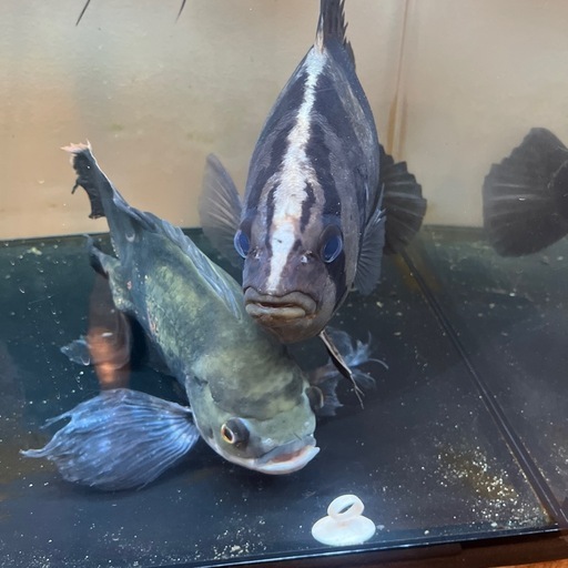 淡水魚引き取り限定
