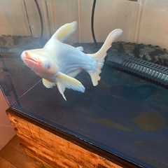 淡水魚引き取り限定の画像