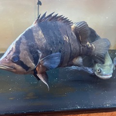 淡水魚引き取り限定の画像