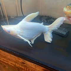 淡水魚引き取り限定の画像