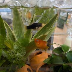 プラティの稚魚 ミックスの画像