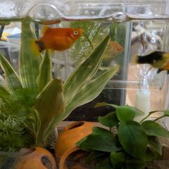 プラティの稚魚 ミックスの画像