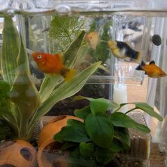 プラティの稚魚 ミックスの画像