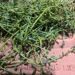 ドルフィンネックレス  挿し木しませんか？の画像