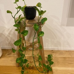観葉植物3点セットの画像