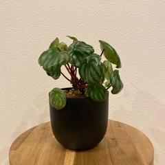 観葉植物3点セットの画像