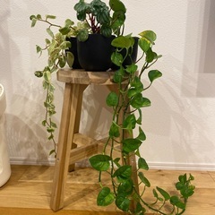 観葉植物3点セットの画像
