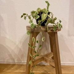 観葉植物3点セットの画像