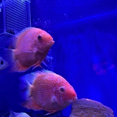 レッドスポットセベラムの画像