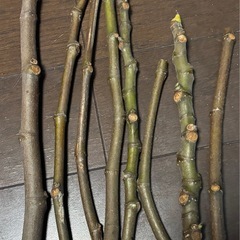 激甘イチジクカドタ 挿し木用穂木の画像